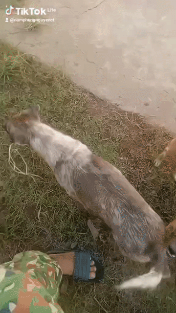 Chó con Đen Nâu Cả hai. Mua bán Chó tại Quận Bình Thuỷ Cần Thơ được đăng bởi A Po hình 1