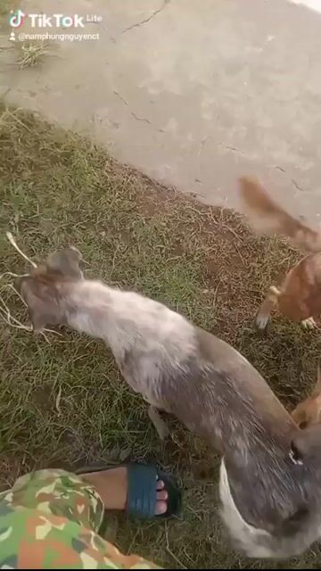 Chó con Đen Nâu Cả hai. Mua bán Chó tại Quận Bình Thuỷ Cần Thơ được đăng bởi A Po hình 1