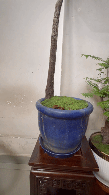 Cây cảnh Muội Hồng dáng bay 1.5m. Mua bán Cây cảnh, đồ trang trí tại Quận Gò Vấp Tp Hồ Chí Minh được đăng bởi Tommy hình 1