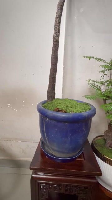Cây cảnh Muội Hồng dáng bay 1.5m. Mua bán Cây cảnh, đồ trang trí tại Quận Gò Vấp Tp Hồ Chí Minh được đăng bởi Tommy hình 1
