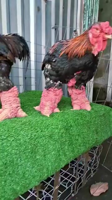 Gà Đông Tảo 5-6kg chân khủng vip❤️❤️❤️. Mua bán Gà tại Thành phố Thủ Đức Tp Hồ Chí Minh được đăng bởi chuyên cung cấp gà đông tảo thuần chủng  hình 1