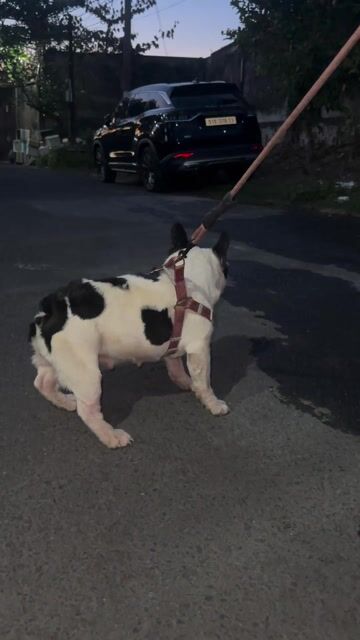 Chó Bull bò sữa Pháp cái 2 tuổi. Mua bán Chó tại Thành phố Biên Hòa Đồng Nai được đăng bởi Thuỷ Phan hình 1