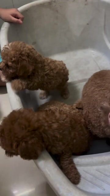 bán 2 mẹ con poodle deal giá đc giá bán. Mua bán Chó tại Huyện Bình Chánh Tp Hồ Chí Minh được đăng bởi Duck Minh Đoàn hình 1