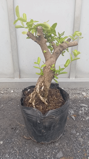 Cây sơ ri Thái gốc to. Mua bán Cây cảnh, đồ trang trí tại Huyện Củ Chi Tp Hồ Chí Minh được đăng bởi LT hình 1
