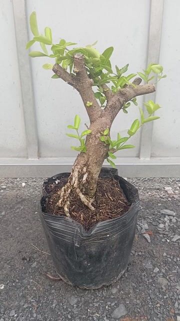 Cây sơ ri Thái gốc to. Mua bán Cây cảnh, đồ trang trí tại Huyện Củ Chi Tp Hồ Chí Minh được đăng bởi LT hình 1