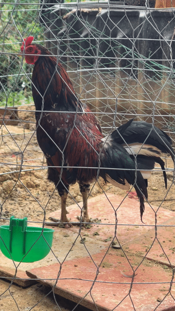 Gà Nồi Đẻn Điều Bồng. Mua bán Gà tại Huyện Đức Huệ Long An được đăng bởi Nhật Nam hình 1