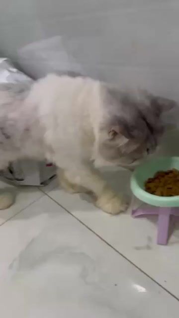 Mèo Anh Lông Dài. Mua bán Mèo tại Huyện Bình Chánh Tp Hồ Chí Minh được đăng bởi Tấn Lực Nguyễn hình 1