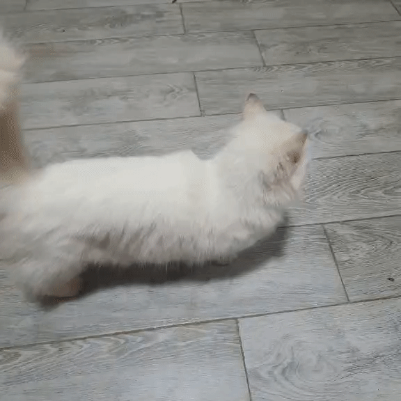 Mèo Munchkin cái lông dài. Mua bán Mèo tại Thành phố Đà Lạt Lâm Đồng được đăng bởi Tên chưa cung cấp hình 1