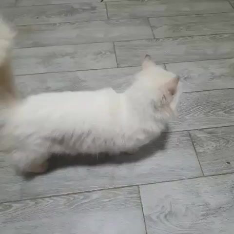 Mèo Munchkin cái lông dài. Mua bán Mèo tại Thành phố Đà Lạt Lâm Đồng được đăng bởi Tên chưa cung cấp hình 1