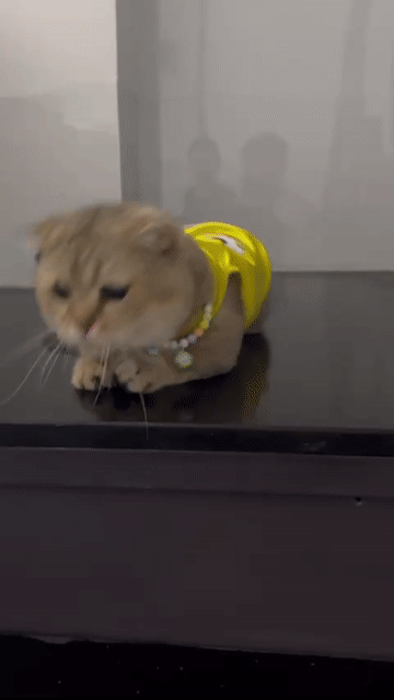 Mèo Scottish Fold golden đực Vàng kem. Mua bán Mèo tại Quận 11 Tp Hồ Chí Minh được đăng bởi Vi Milk hình 1