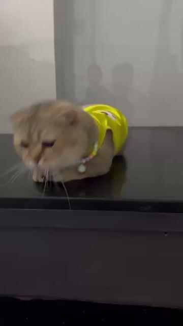 Mèo Scottish Fold golden đực Vàng kem. Mua bán Mèo tại Quận 11 Tp Hồ Chí Minh được đăng bởi Vi Milk hình 1