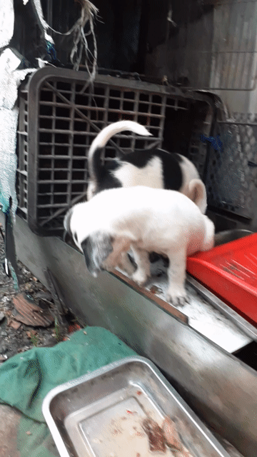 chó cỏ lai nhật . Mua bán Chó tại Huyện Bình Chánh Tp Hồ Chí Minh được đăng bởi quách đình thoại hình 1