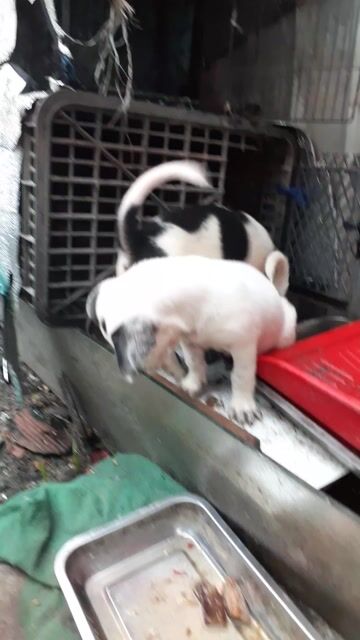 chó cỏ lai nhật . Mua bán Chó tại Huyện Bình Chánh Tp Hồ Chí Minh được đăng bởi quách đình thoại hình 1
