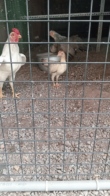 Gà tre bắc mái 6 tháng (2,5 lạng - 3 lạng). Mua bán Gà tại Huyện Hóc Môn Tp Hồ Chí Minh được đăng bởi Gà Thả Vườn  hình 1