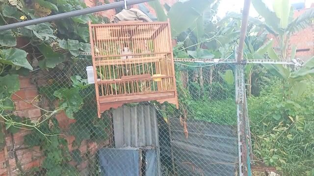 Chim chào mào nâu gỗ hót hay khỏe mạnh. Mua bán Chim tại Huyện Bình Chánh Tp Hồ Chí Minh được đăng bởi mồ côi  hình 1