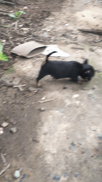 Chó Chihuahua cái Đen vàng. Mua bán Chó tại Quận Ninh Kiều Cần Thơ được đăng bởi Hoangoanh hình 1
