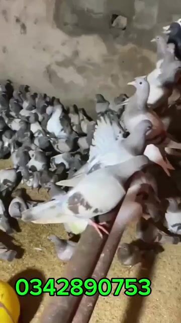 Chim bồ câu Titan Thái nhiều màu. Mua bán Chim tại Huyện Nho Quan Ninh Bình được đăng bởi vinhdinh hình 1