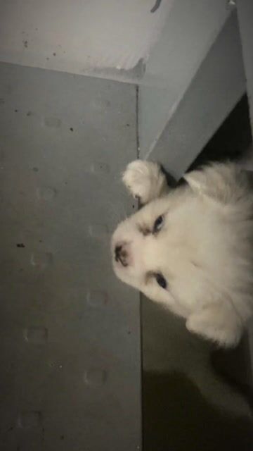 Chó Phốc Sóc Mini trắng 2 tháng. Mua bán Chó tại Thị xã Bến Cát Bình Dương được đăng bởi Nguyễn Văn Bé hình 1