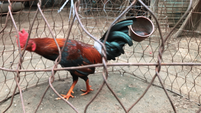 Gà tre trạng 1.ký 470. Mua bán Gà tại Quận 12 Tp Hồ Chí Minh được đăng bởi Nghĩa gà hình 1