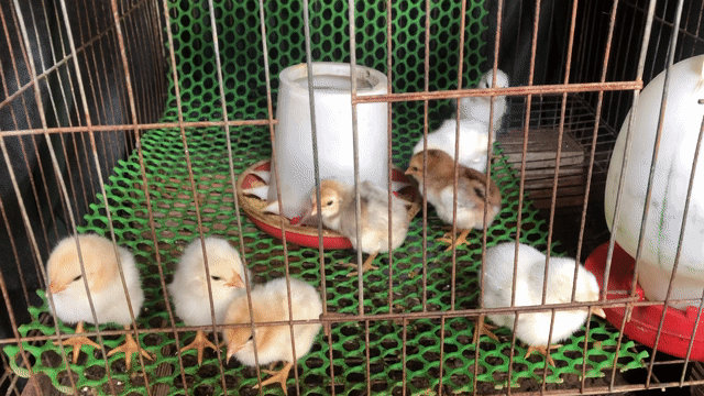 Gà nồi con Trắng bông 7-10 ngày tuổi. Mua bán Gà tại Quận Ninh Kiều Cần Thơ được đăng bởi Luong Thi Cam My hình 1