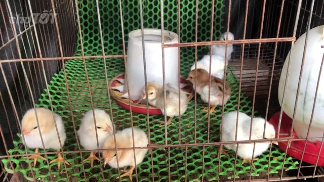 Gà nồi con Trắng bông 7-10 ngày tuổi. Mua bán Gà tại Quận Ninh Kiều Cần Thơ được đăng bởi Luong Thi Cam My hình 1