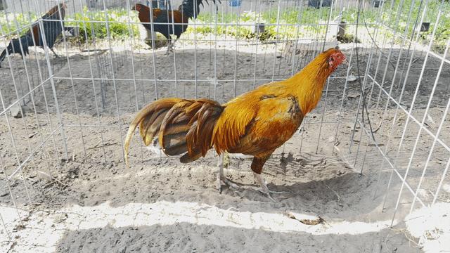Gà khét Kha Minh lai Pakittan trạng 2k8. Mua bán Gà tại Thành phố Thủ Dầu Một Bình Dương được đăng bởi Phuc Tony 61 BD hình 1