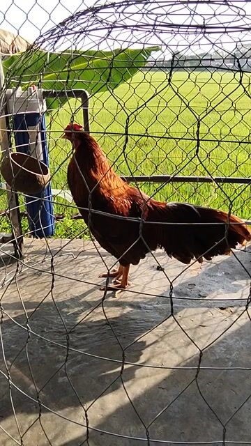 Gà chọi Khét 2.8kg. Mua bán Gà tại Huyện Phú Tân An Giang được đăng bởi NGO TUYEN hình 1