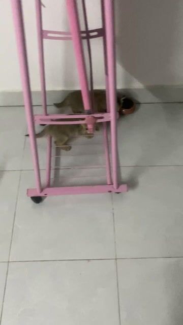 mèo golden lai. Mua bán Mèo tại Quận Gò Vấp Tp Hồ Chí Minh được đăng bởi TDi hình 1