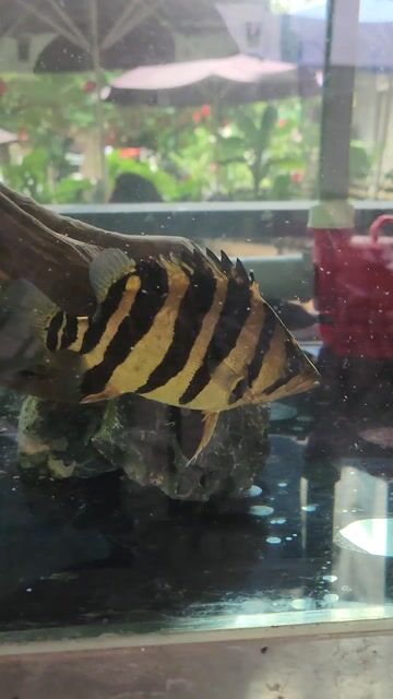 cá Hổ Sumatra size 15cm màu vàng đen. Mua bán Thú cưng khác tại Huyện Bình Chánh Tp Hồ Chí Minh được đăng bởi Tuấn Anh Cá Kiểng Online hình 1