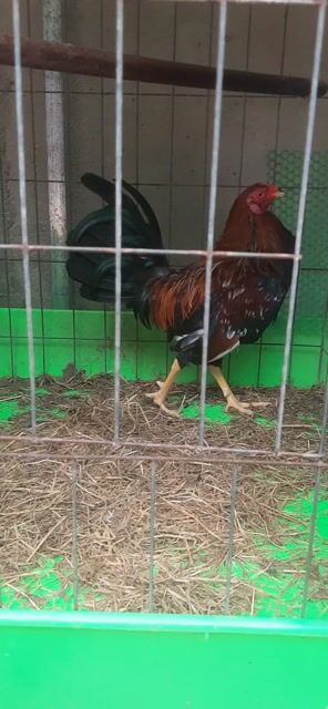 Gà Tre mỹ cuban 1.55kg. Mua bán Gà tại Thành phố Thuận An Bình Dương được đăng bởi Hồng phát68 hình 1