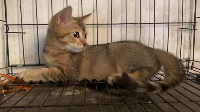 Mèo Anh lông ngắn lai Golden 2 tháng. Mua bán Mèo tại Quận Hoàng Mai Hà Nội được đăng bởi HÀ UYỂN NHI  hình 1