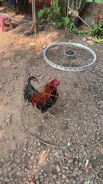 Gà tơ Nâu đen 3.1kg. Mua bán Gà tại Huyện Thống Nhất Đồng Nai được đăng bởi Quanghuy hình 1