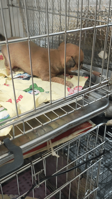 Chó Chihuahua cái chân lùn . Mua bán Chó tại Quận Bình Thạnh Tp Hồ Chí Minh được đăng bởi Lỳ hình 1