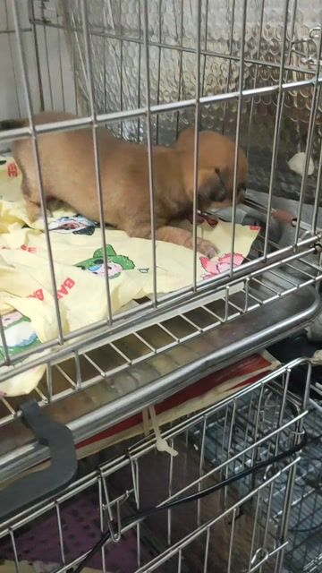 Chó Chihuahua cái chân lùn . Mua bán Chó tại Quận Bình Thạnh Tp Hồ Chí Minh được đăng bởi Lỳ hình 1