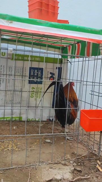 Gà tre 1.3 - 1.4 kg Đa màu. Mua bán Gà tại Huyện Chợ Gạo Tiền Giang được đăng bởi chí hình 1