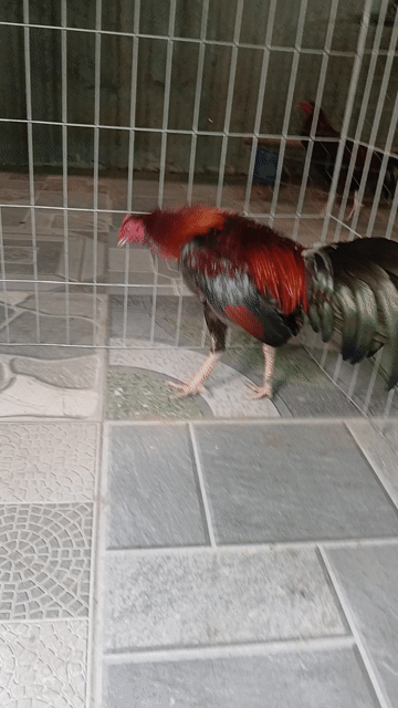 đều i Cuban lai 1k340 sổ tóc độ. Mua bán Gà tại Thành phố Thuận An Bình Dương được đăng bởi Phoi phoi hình 1