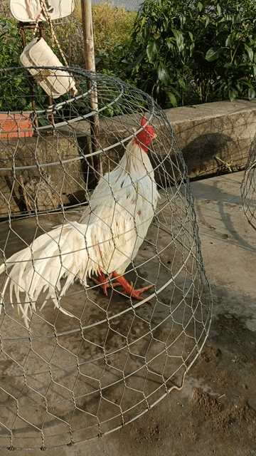 bướm 3k7 Xịn. Mua bán Gà tại Quận Ninh Kiều Cần Thơ được đăng bởi Duy Gà Nòi hình 1