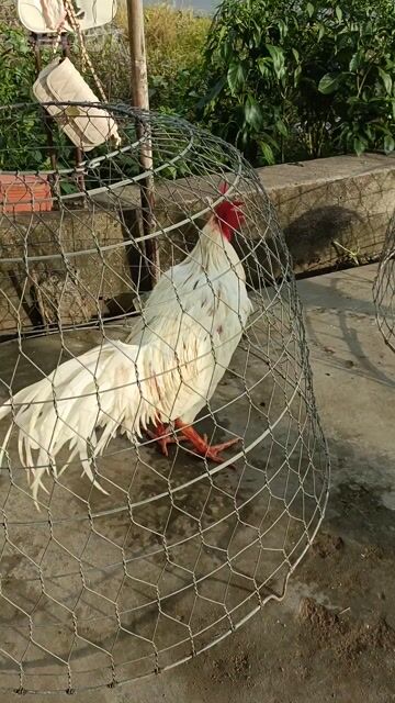 bướm 3k7 Xịn. Mua bán Gà tại Quận Ninh Kiều Cần Thơ được đăng bởi Duy Gà Nòi hình 1
