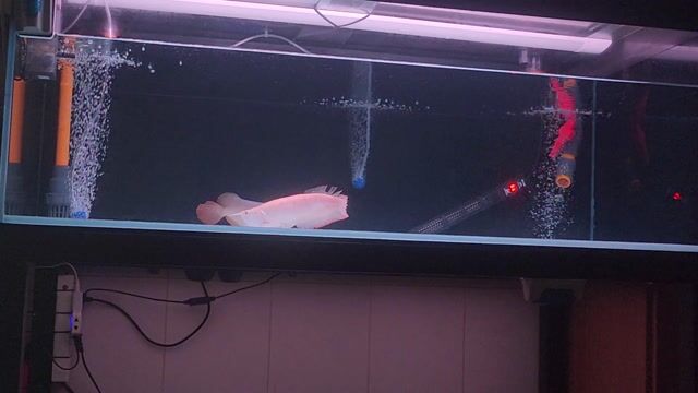 Cá cảnh Ngân Long AB 25-27cm Trắng Cam. Mua bán Thú cưng khác tại Thành phố Thủ Đức Tp Hồ Chí Minh được đăng bởi Hải Trần hình 1