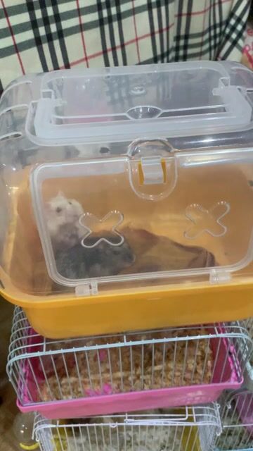 hamster. Mua bán Thú cưng khác tại Quận Gò Vấp Tp Hồ Chí Minh được đăng bởi An hình 1