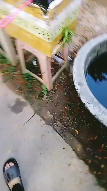 Cá Betta Nemo Metallic Copper Đa sắc. Mua bán Thú cưng khác tại Huyện Lấp Vò Đồng Tháp được đăng bởi Đăng Khoa hình 1