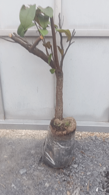 Cây ăn quả Sữa Lò Rèn. Mua bán Cây cảnh, đồ trang trí tại Huyện Củ Chi Tp Hồ Chí Minh được đăng bởi Cây kiểng giá rẻ LT1 hình 1
