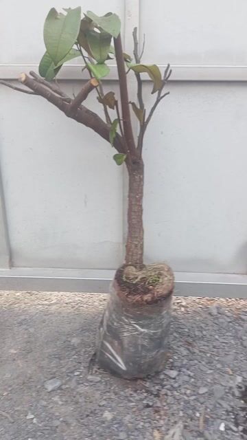 Cây ăn quả Sữa Lò Rèn. Mua bán Cây cảnh, đồ trang trí tại Huyện Củ Chi Tp Hồ Chí Minh được đăng bởi Cây kiểng giá rẻ LT1 hình 1