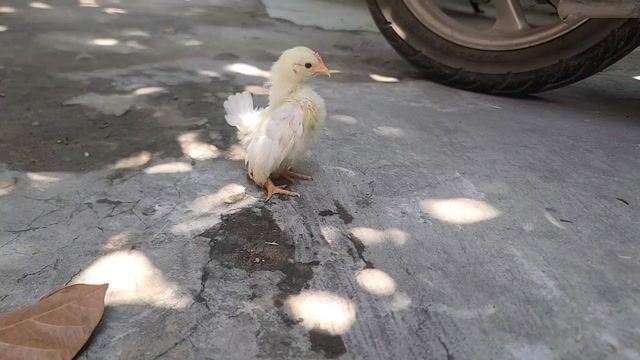 cặp bò sữa tơ. Mua bán Gà tại Huyện Nhà Bè Tp Hồ Chí Minh được đăng bởi Thuan Nguyen hình 1