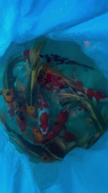 Cá Koi đẹp khoẻ chơi tết ae ơi. Mua bán Thú cưng khác tại Quận Liên Chiểu Đà Nẵng được đăng bởi Trại cá KOI Hoàng Văn Thái hình 1