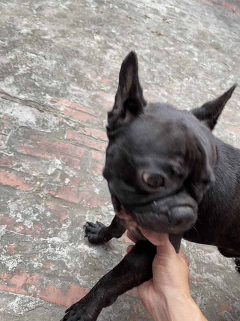 Chó Bull Pháp Đen. Mua bán Chó tại Quận Hoàng Mai Hà Nội được đăng bởi Qq hình 1