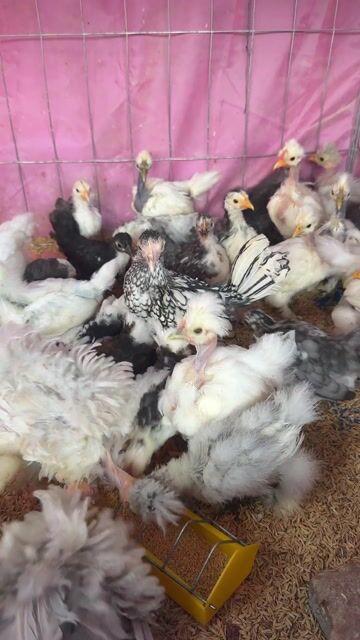 Gà kiểng Đa sắc Con. Mua bán Gà tại Thành phố Vĩnh Long Vĩnh Long được đăng bởi Thí Lê hình 1