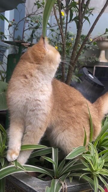 Mèo Golden NY12 10 tháng Tìm nhà mới yêu thương. Mua bán Mèo tại Huyện Ứng Hòa Hà Nội được đăng bởi Diệu Thảo hình 1