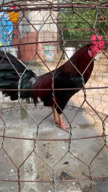 Gà giống Đen Đỏ 2.8kg. Mua bán Gà tại Huyện Nhà Bè Tp Hồ Chí Minh được đăng bởi Binh Thanh hình 1