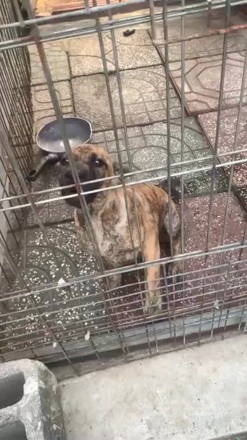 Chó Phú Quốc vàng vện 3 tháng. Mua bán Chó tại Quận Tân Phú Tp Hồ Chí Minh được đăng bởi Anh Trí hình 1